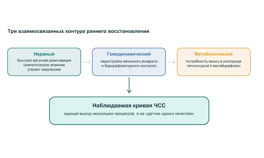 Три контура регуляции восстановления частоты сердечных сокращений