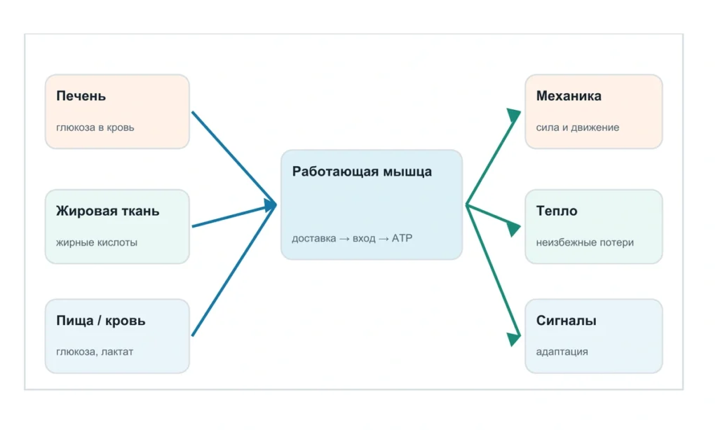 Как мышцы используют энергию во время движения: схема из информационного курса BioTuning 064
