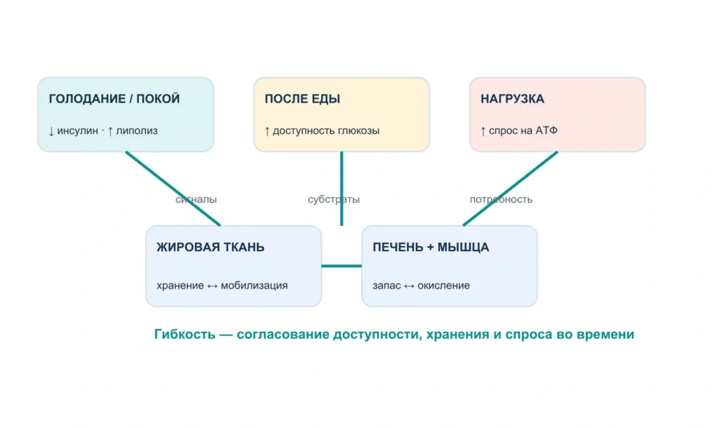 Метаболическая гибкость: что означает смена источников энергии: схема из информационного курса BioTuning 065