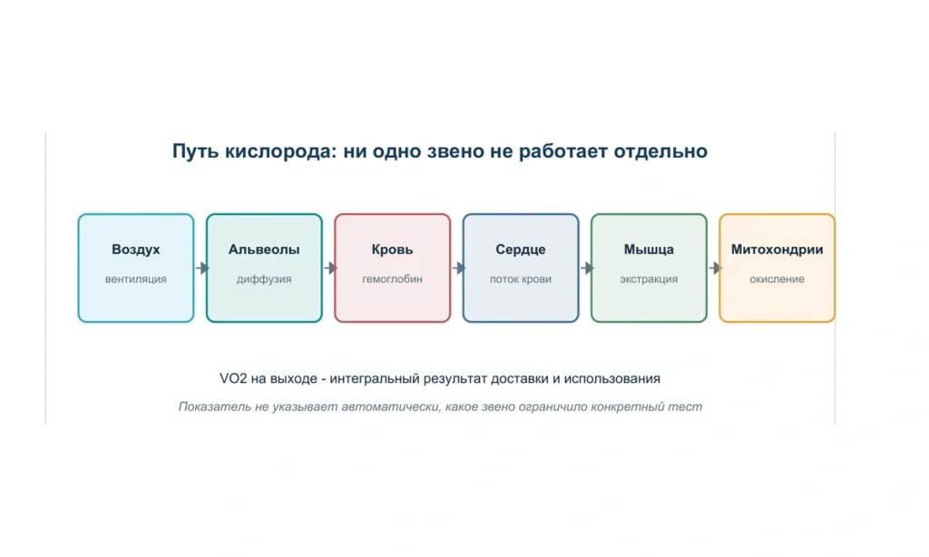 VO₂ max: что показывает потребление кислорода: схема из информационного курса BioTuning 096